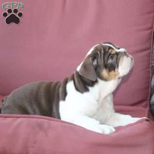 Emory, English Bulldog Puppy